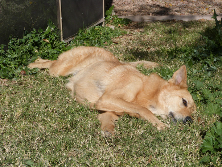 chinook dog